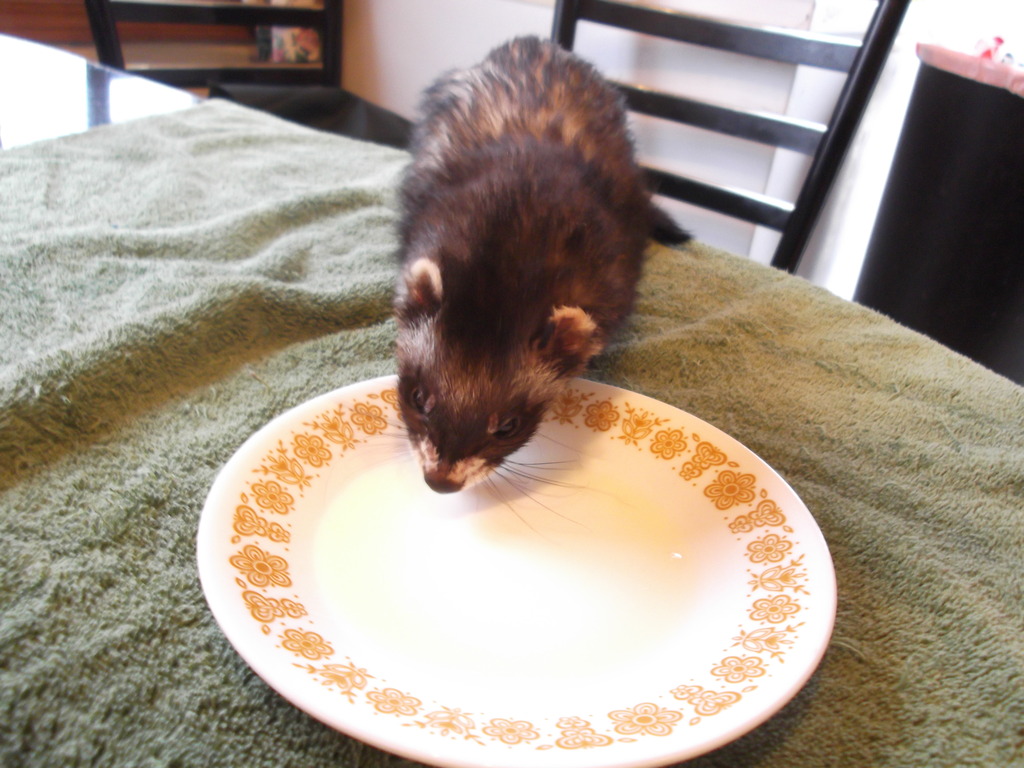 Fuzzy Ferrets of the Far North Adoption Photos